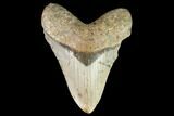 Large, Fossil Megalodon Tooth - North Carolina #109724-1